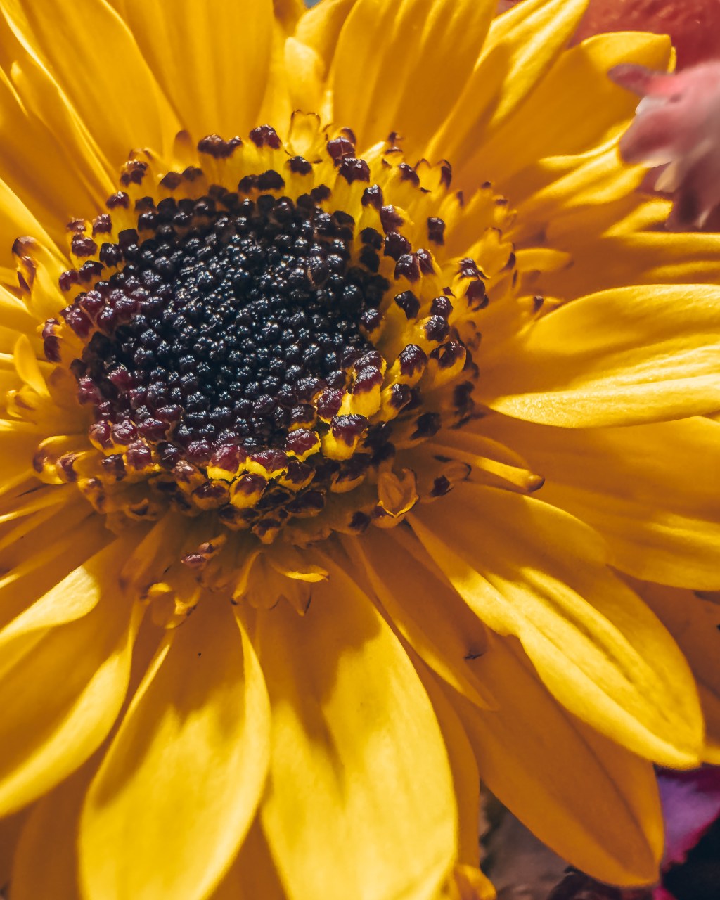 A Reintroduction After the Storm